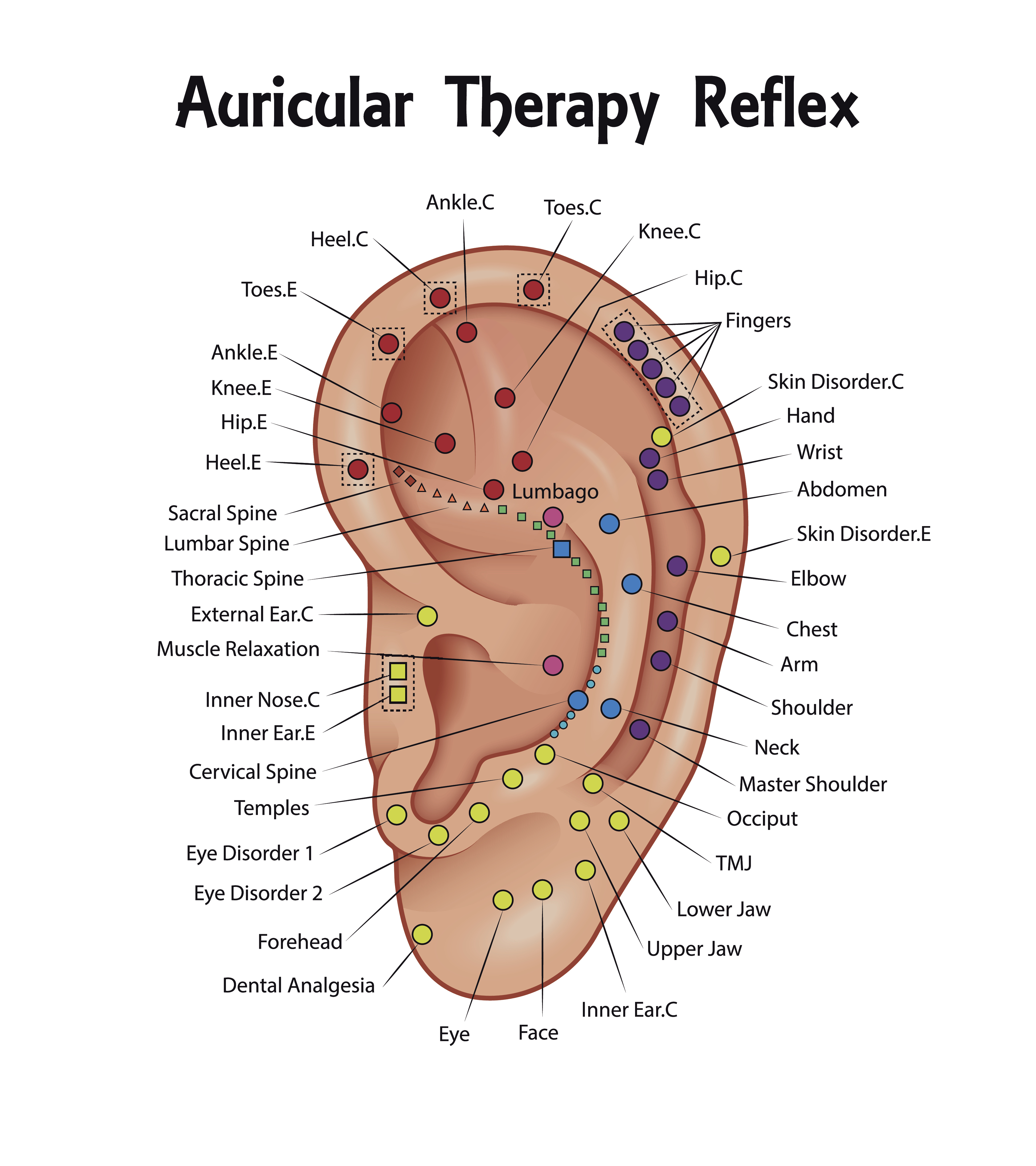 Illustration of a Auricular Therapy Reflex Chart